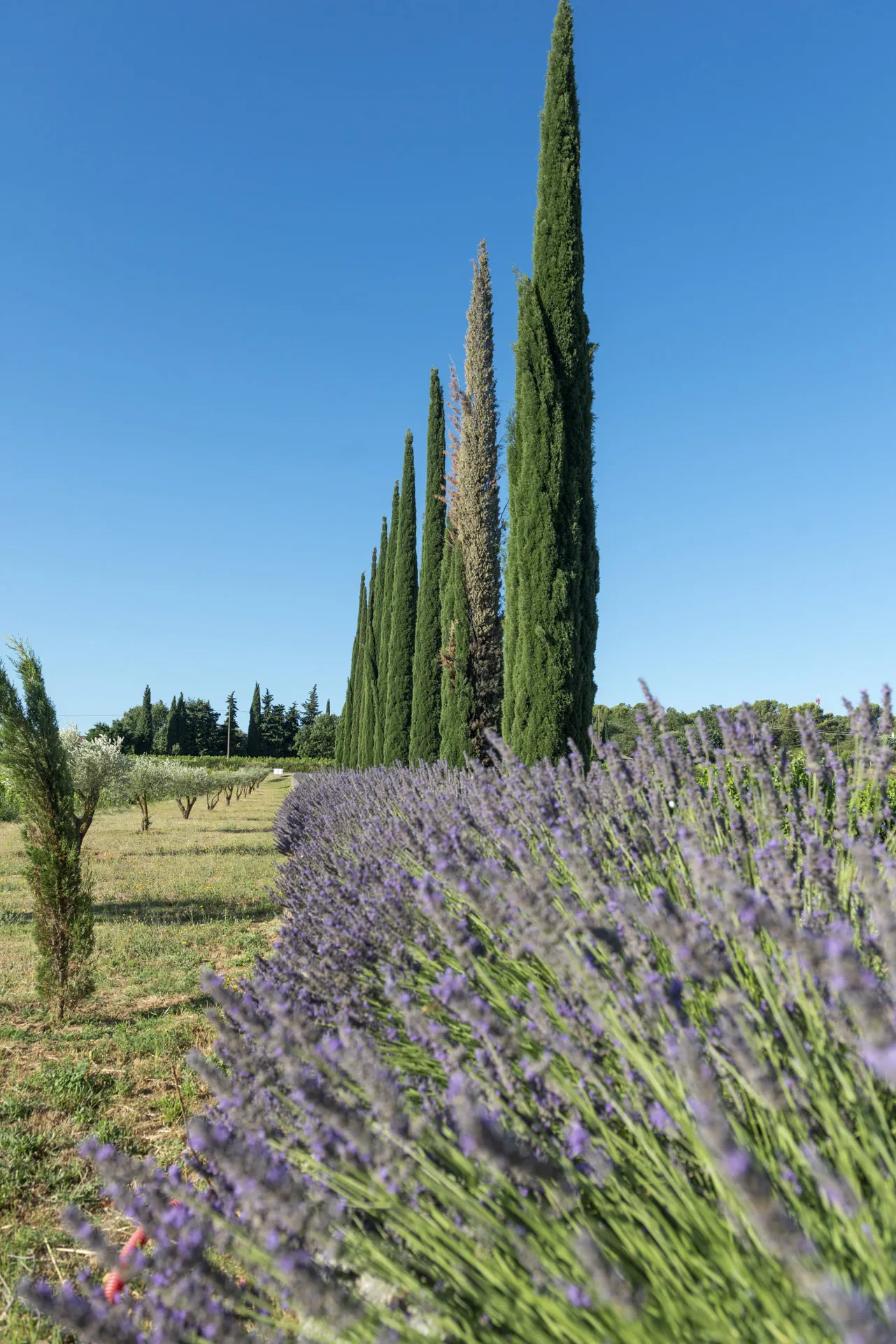 Un champ de lavande bordé de cyprès sous le ciel bleu de Provence